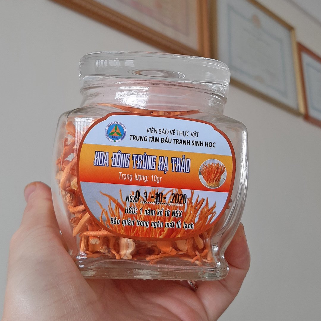 Hoa đông trùng hạ thảo khô